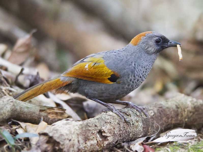 Birds of South East Asia