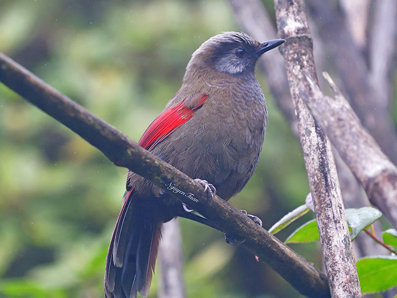 Birds of South East Asia