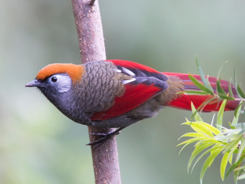 Birds of South East Asia