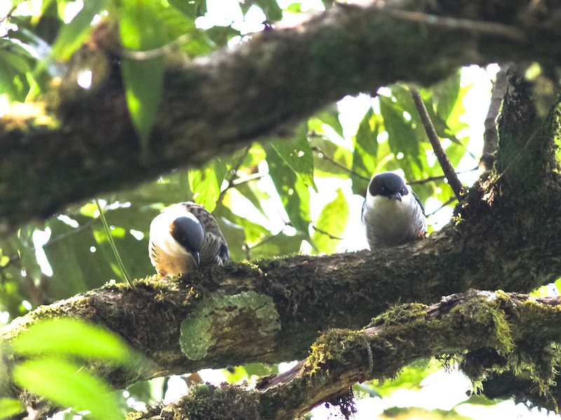 Birds of South East Asia