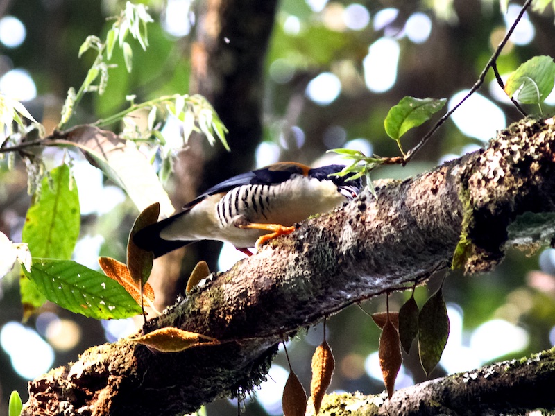 Birds of South East Asia