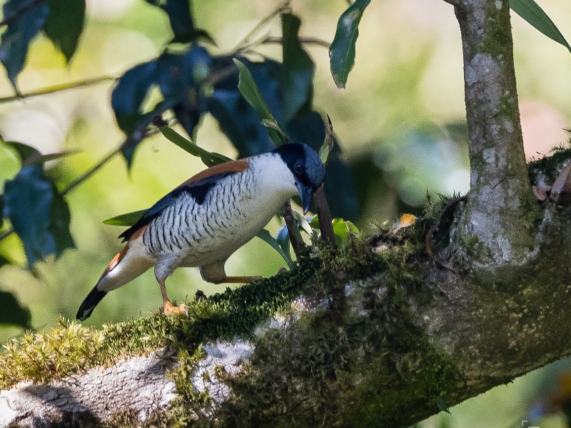 Birds of South East Asia