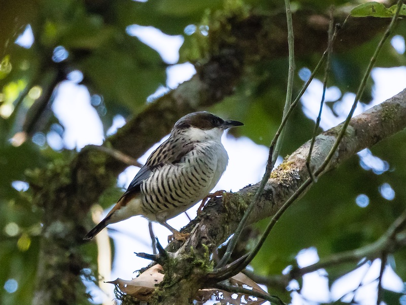 Birds of South East Asia