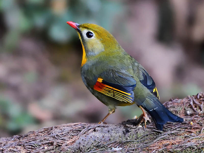 Birds of South East Asia