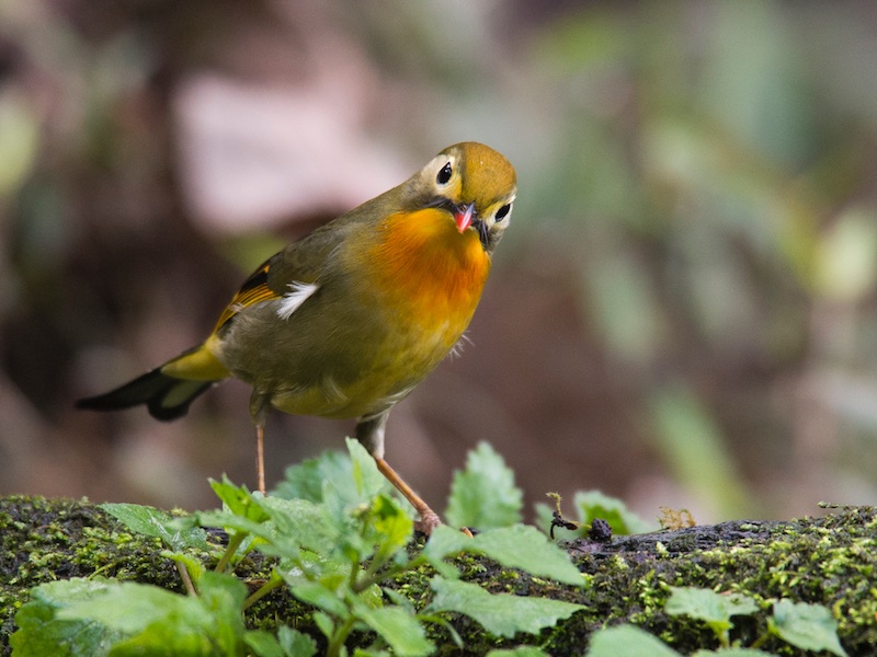 Birds of South East Asia