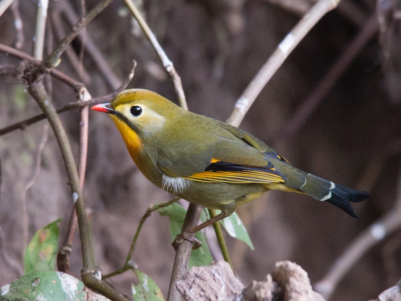Birds of South East Asia