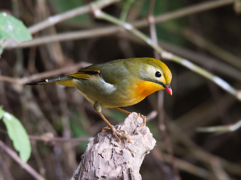 Birds of South East Asia