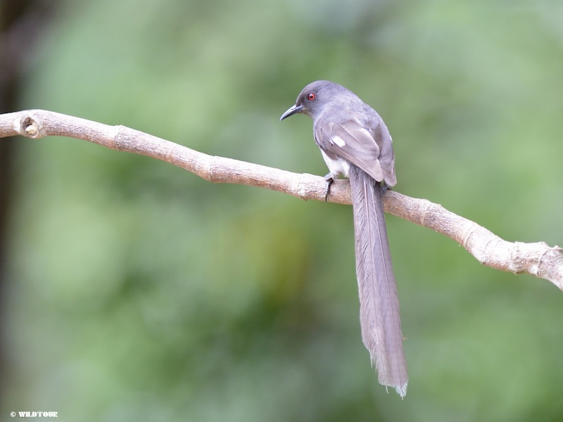Birds of South East Asia