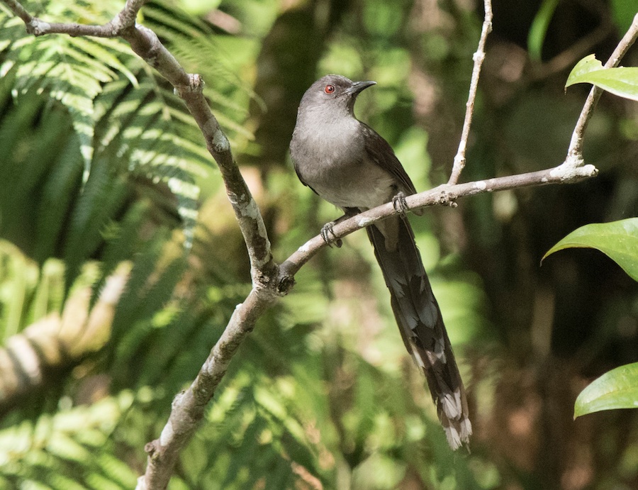 Birds of South East Asia
