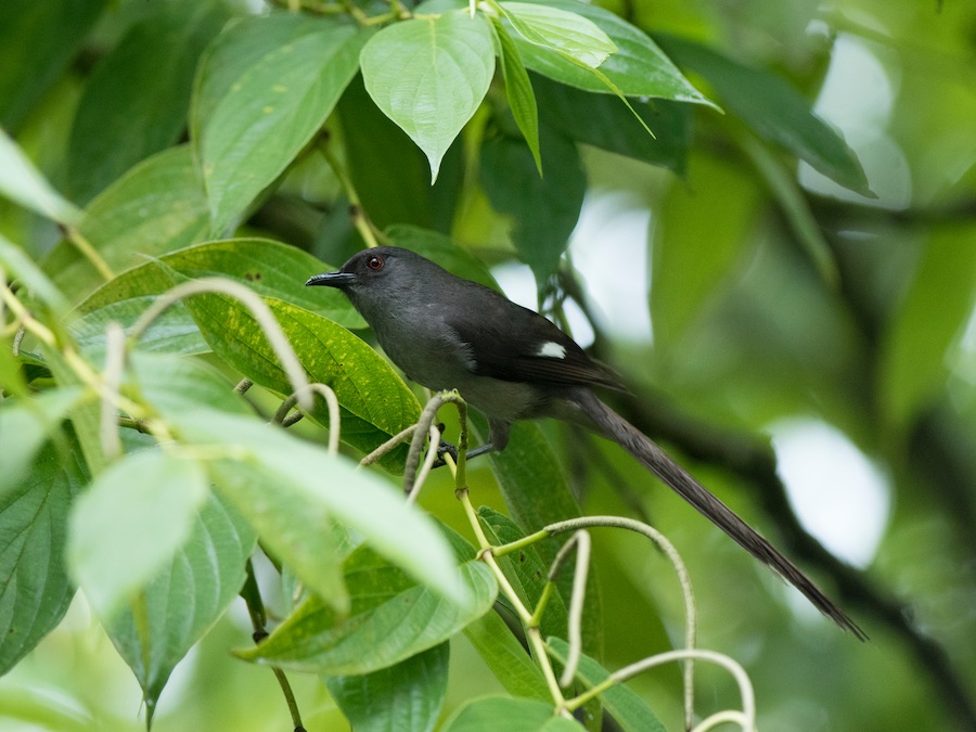 Birds of South East Asia