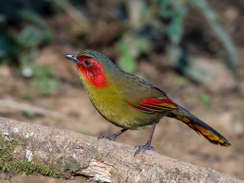 Birds of South East Asia