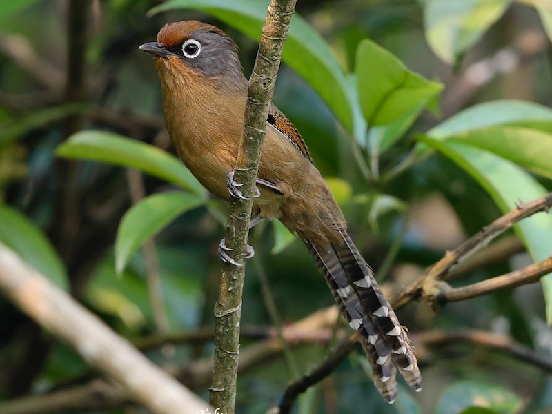Birds of South East Asia