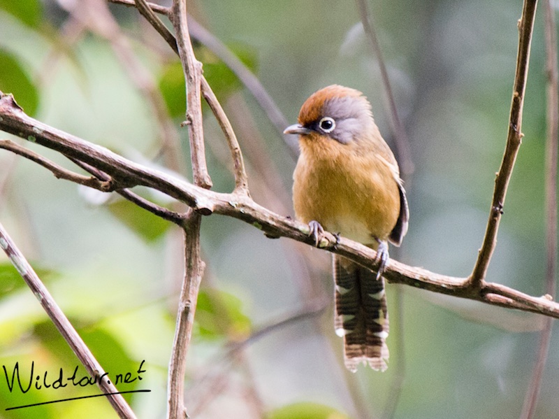 Birds of South East Asia