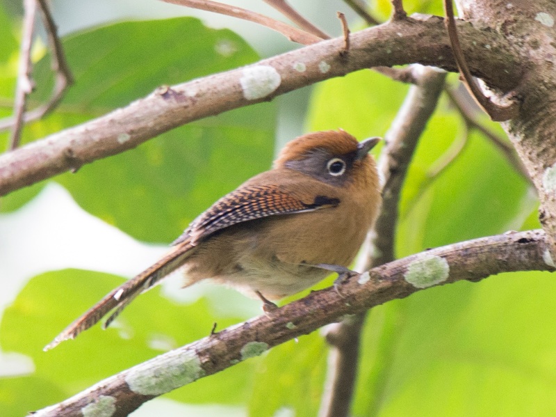 Birds of South East Asia