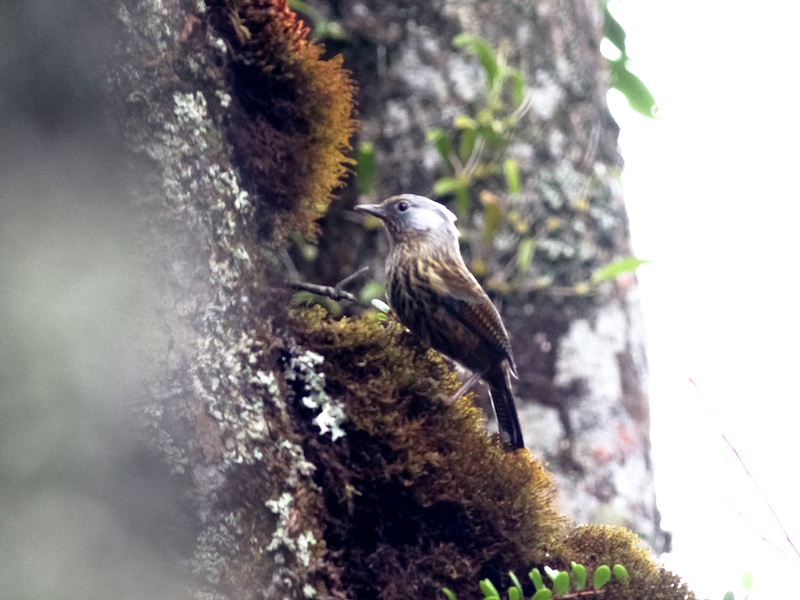 Birds of South East Asia