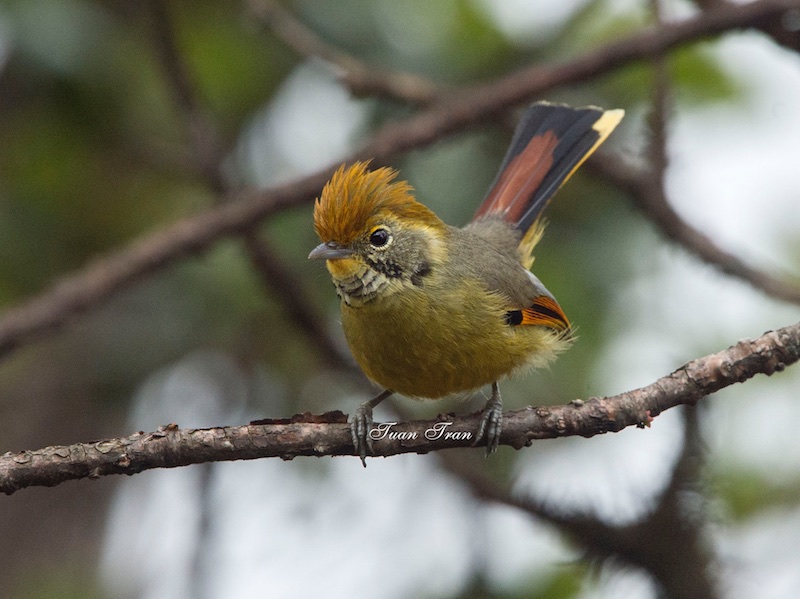 Birds of South East Asia