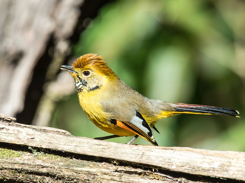 Birds of South East Asia