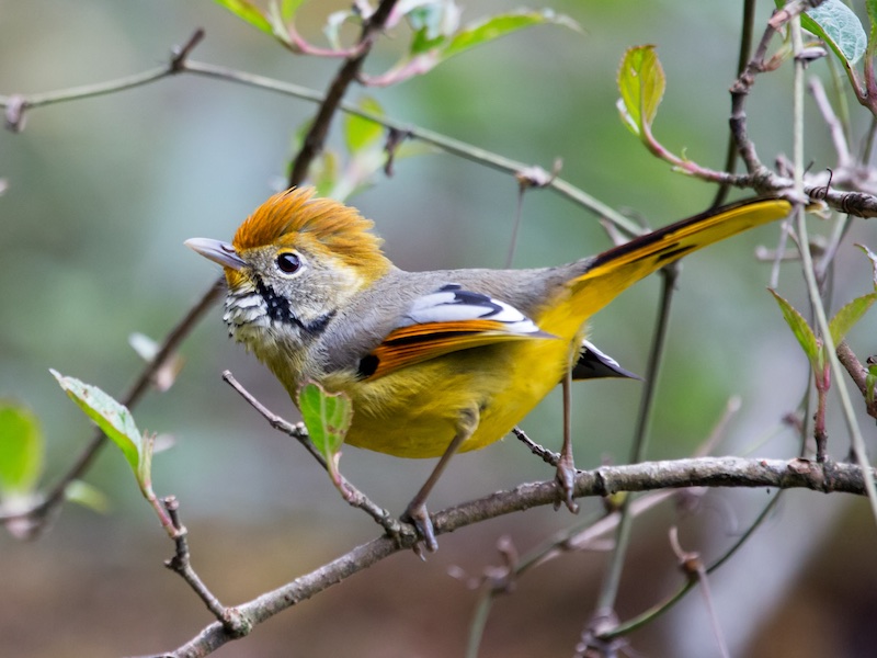 Birds of South East Asia