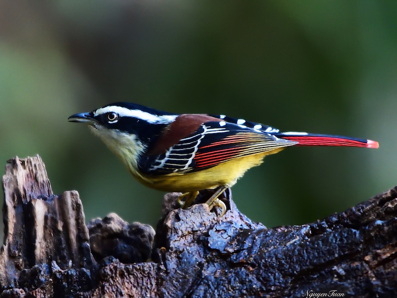 Birds of South East Asia