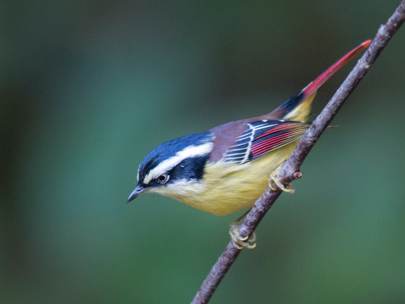 Birds of South East Asia