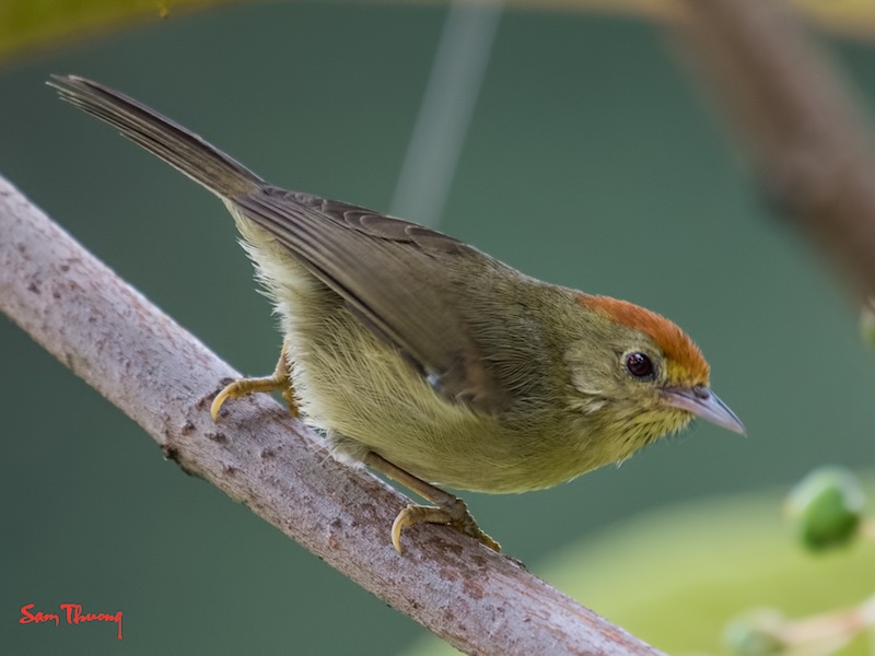 Birds of South East Asia