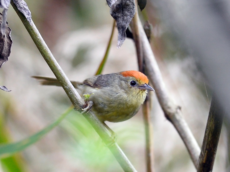 Rufous-capped Babbler