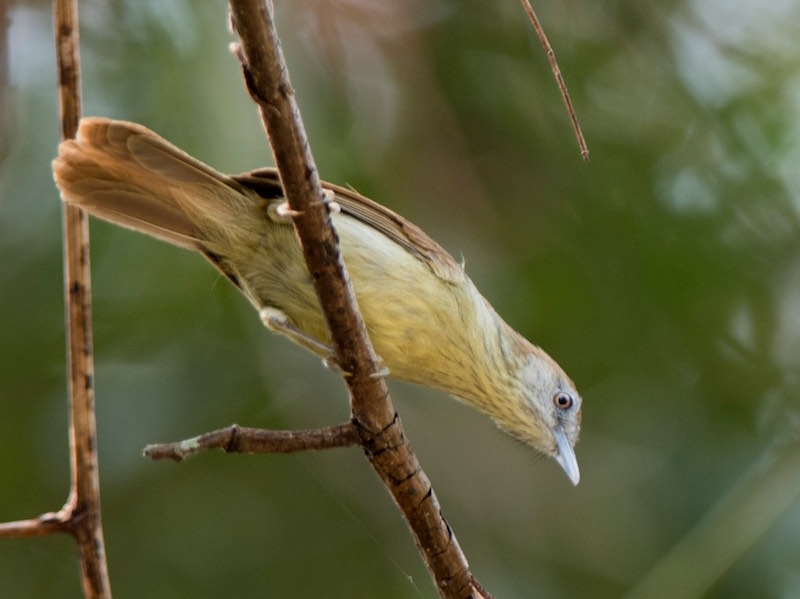 Birds of South East Asia
