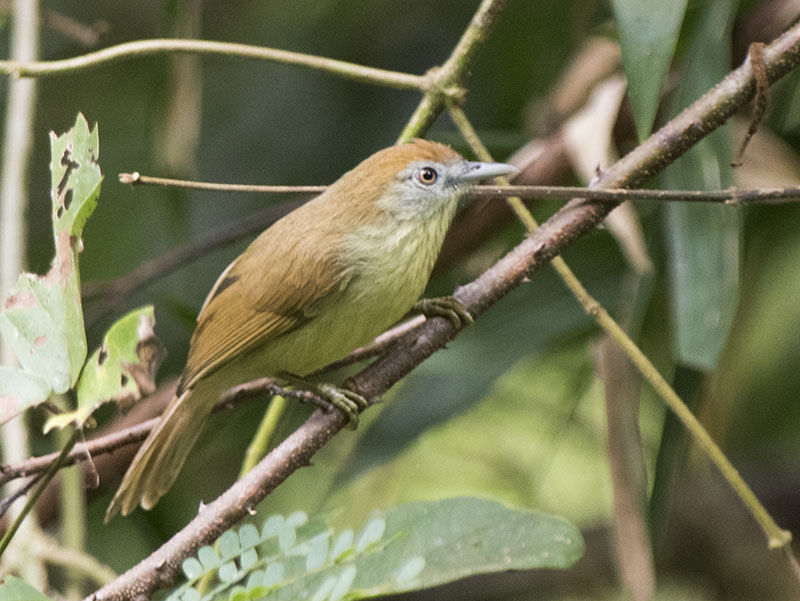 Birds of South East Asia