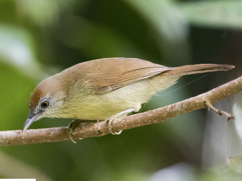 Birds of South East Asia