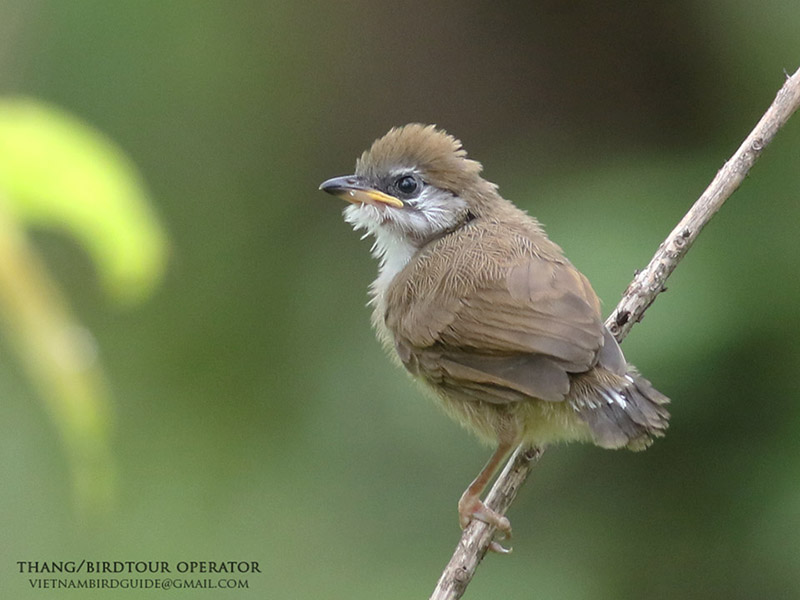 Birds of South East Asia