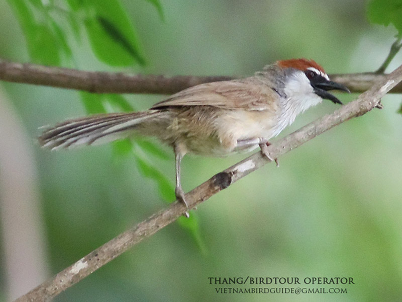 Birds of South East Asia