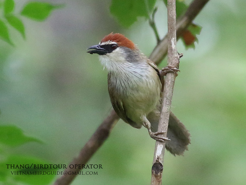 Birds of South East Asia