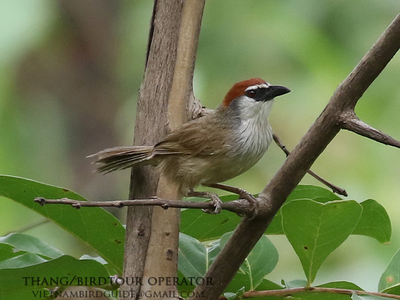 Birds of South East Asia