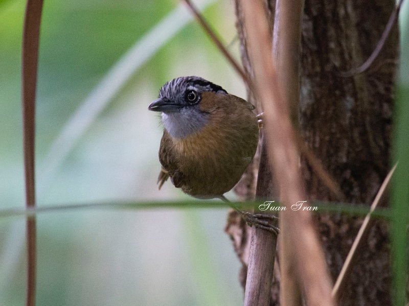 Birds of South East Asia
