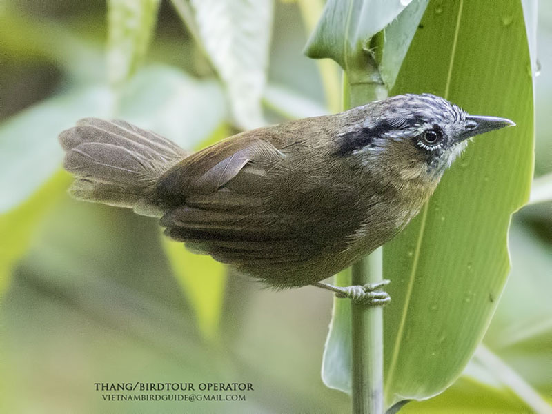 Birds of South East Asia