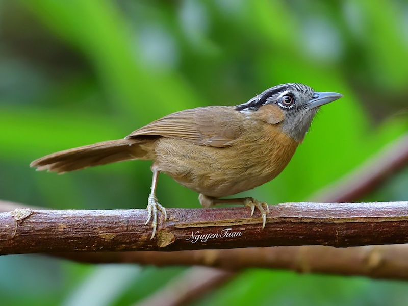 Birds of South East Asia