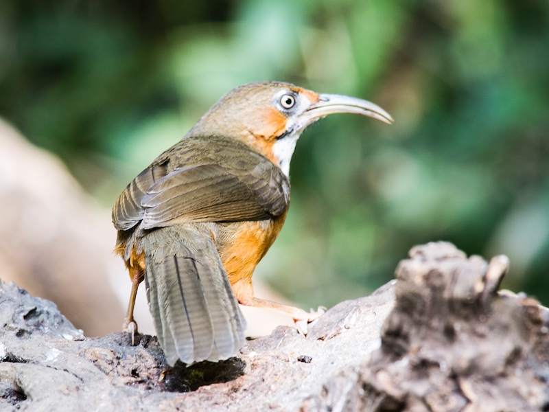 Birds of South East Asia