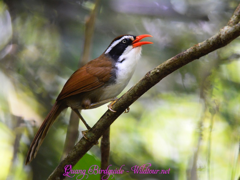 Birds of South East Asia