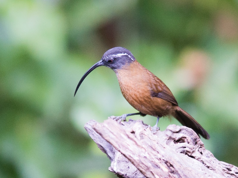 Birds of South East Asia