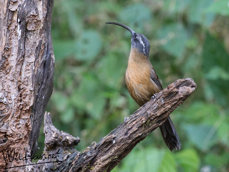 Birds of South East Asia