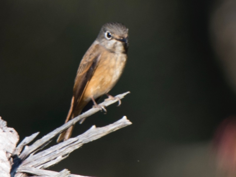 Birds of South East Asia