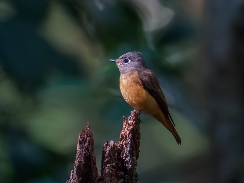 Birds of South East Asia