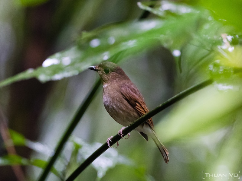 Birds of South East Asia