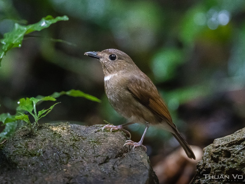 Birds of South East Asia