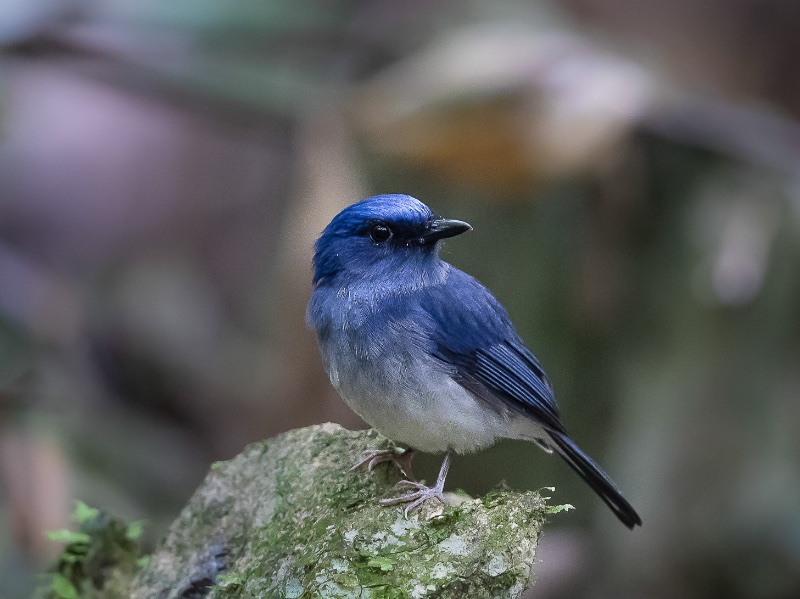 Birds of South East Asia