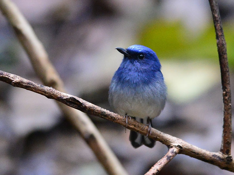Birds of South East Asia