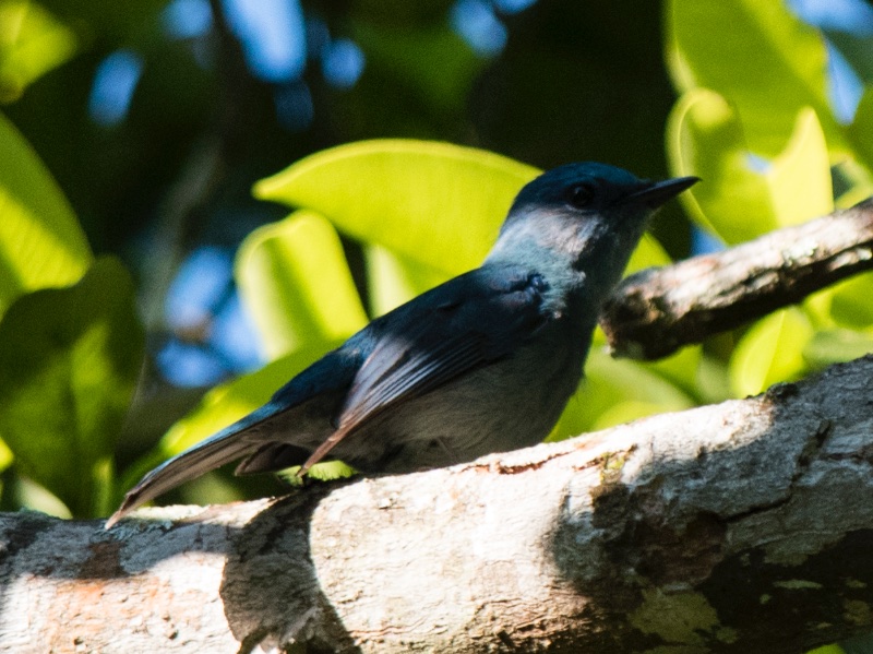 Birds of South East Asia