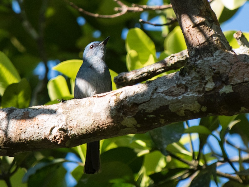 Birds of South East Asia