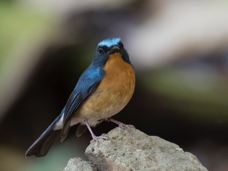 Birds of South East Asia