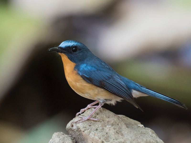 Birds of South East Asia